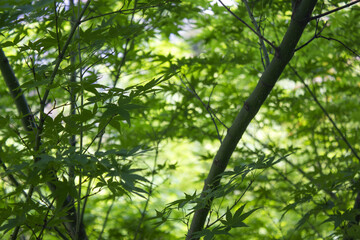 Canvas Print - close-up of green maple leaves.