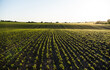 © Volodymyr_sh - Soybean rows curving along hilly farmland at sunrise in rural area