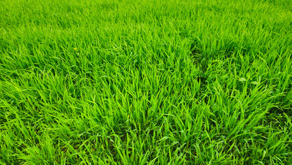 Canvas Print - fresh green grass nature background