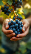 © abu - Close-up of mature man's hands holding ripe blue grapes with soft light and blur