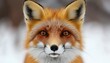 © Kativo - Close-up of a red fox