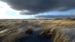 © bambang - Golden grasses on a sandy beach, dramatic sky