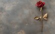 © Afiqah - Dried Rose on Gray Textured Background