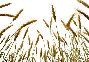 Naklejka na meble Golden wheat stalks sway gently in the breeze, creating a serene and peaceful scene.