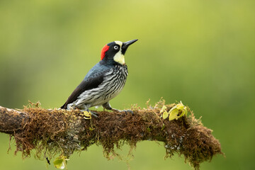 acorn woodpecker (melanerpes formicivorus) is a medium-sized woodpecker with a length of around 20 c