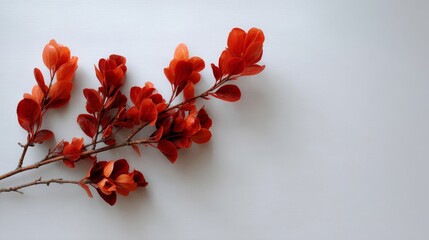 Leinwandbilder - A cluster of autumn branches showcases vibrant red, gold, and orange leaves, featuring a clean white background and plenty of copy space on the right side