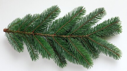 Aufkleber - Evergreen branch displays sharp needle structure with defined texture against a white backdrop, offering diagonal composition and ample space for text