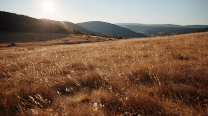 Aufkleber - Captivating meadow captures the essence of tranquility with tall grasses gently swaying under a vibrant sunset sky, promoting serenity and reflection in nature