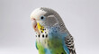 © SvitlanaKvet - cute budgie on white background