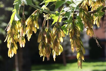 Wall Mural - growing winged seeds of Acer Negundo tree
