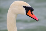 Mute swan head against water background. Cygnus olor