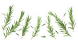 © New Africa - Fresh aromatic rosemary isolated on white, collage