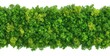 © HauraStd - Lush green foliage wall decor, densely packed greenery in varying shades of green