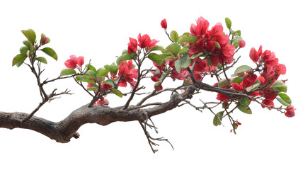 Tree Branch with Red Flower Transparent Background

