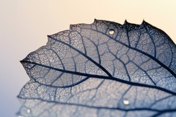 Wall Mural - close-up of a translucent leaf's intricate vein structure, showcasing nature's delicate beauty.