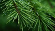© vectorwin - close evergreen texture