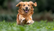 © ram - Golden Retriever Running Joyfully Through Green Grass