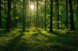 © eartist85 - Serene sunlit forest with lush green undergrowth, peaceful woodland landscape