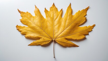 Wall Mural - Detailed image of an autumn leaf with prominent veins and botanical texture isolated on white