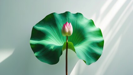 Wall Mural - Pink waterlily, bud, and leaves with isolated clipping paths