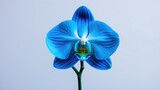 Vibrant blue orchid flower with green stem
