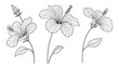 ©  MVectors - Elegant hibiscus flower drawings for artistic compositions art
