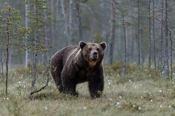 Wall Mural - Big male brown bear in the misty taiga forest