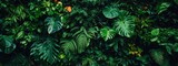 Diverse lush tropical greenery with ferns, monstera, & various plants in dark shades