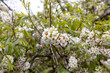 © Sergey - Cluster of white spring blossoms on leafy garden branch