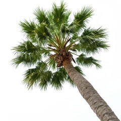 Looking up at a palm tree with green fronds and trunk isolated on white background
