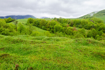 Wall Mural - pasture on hill in rural landscape in spring. rolling countryside. scenic nature scenery with green 