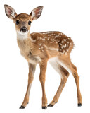 Full length portrait of a roe deer fawn standing on transparent background