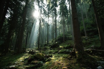  Forest preservation helps combat climate change