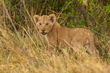 Wall Mural - Young Lion cub (Panthera leo) in the grass, Moremi Game Reserve, Botswana