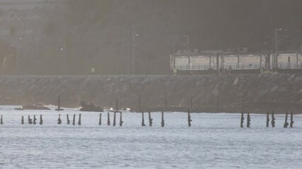 Wall Mural - several cormorants are resting on wooden poles emerging from the waters of the douro river, with a t