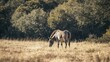 © Creations Photo  - A donkey grazing in a meadow, its ears relaxed and its mane gently blowing in the wind.