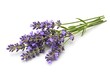© Over View - A sprig of lavender flowers with green stems and leaves isolated on a plain white background studio shot