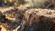 © Creations Photo  - Close-up of termites swarming on a decaying tree stump
