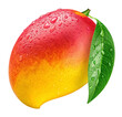 © Ifrat - Close up of a fresh mango with water droplets and a green leaf on a black background studio shot on transparent background