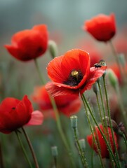 Fototapete - Insects Buzzing Amidst Vibrant Poppy Flowers in a Blurred Field Setting Generative AI