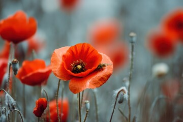 Poster - Beautiful Poppy Field With Vibrant Blooms and a Focused Insect Capturing Natures Intricate Details Generative AI