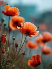 Poster - Poppy Field With Vibrant Blooms and an Insect in Focus During a Sunny Day Generative AI