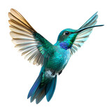 Vibrant hummingbird with outstretched wings, cut out transparent