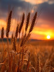 Poster - Wheat Stalks Illuminated by the Warm Glow of Sunset in a Golden Field Creating a Serene Rural Landscape Generative AI