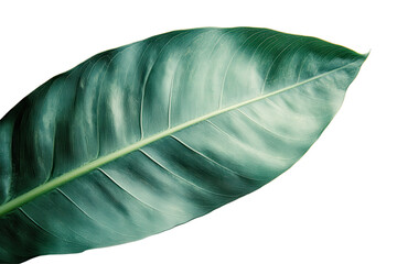 Poster - Lush green leaf with intricate textures and shapes on a transparent background suitable for design and creative projects
