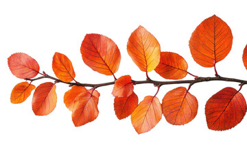 Poster - Vibrant orange leaves of a tree branch ready for autumn harvest, showcasing nature's beauty in a transparent background design for creative projects