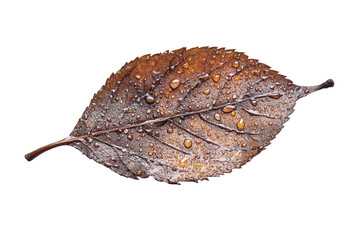Poster - Leaf displaying vibrant gradients of green and yellow with water droplets on a transparent background for design or educational use