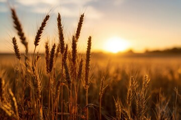 Aufkleber - Golden Wheat Stalks Swirl Gently in the Breeze as the Sun Sets Over the Serene Fields in the Evening Sky Generative AI
