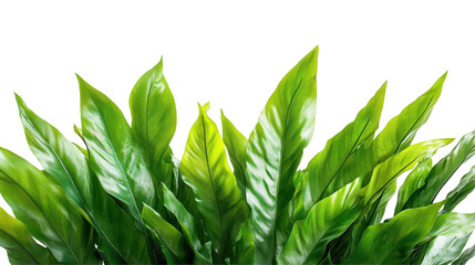 Poster - Lush green leaves in various shades creating a vibrant, natural decoration with a transparent background perfect for design purposes