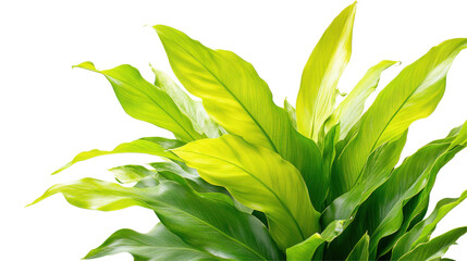 Poster - Lush green leaves in various shades creating a vibrant, natural decoration with a transparent background perfect for design purposes